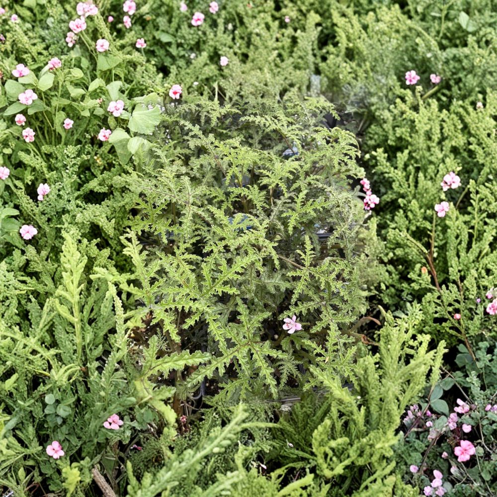 Pine Scented Geranium Live Plant in Quart Pot - Pelargonium denticulatum | Fragrant Fern-Like Foliage for Indoor/Outdoor Use