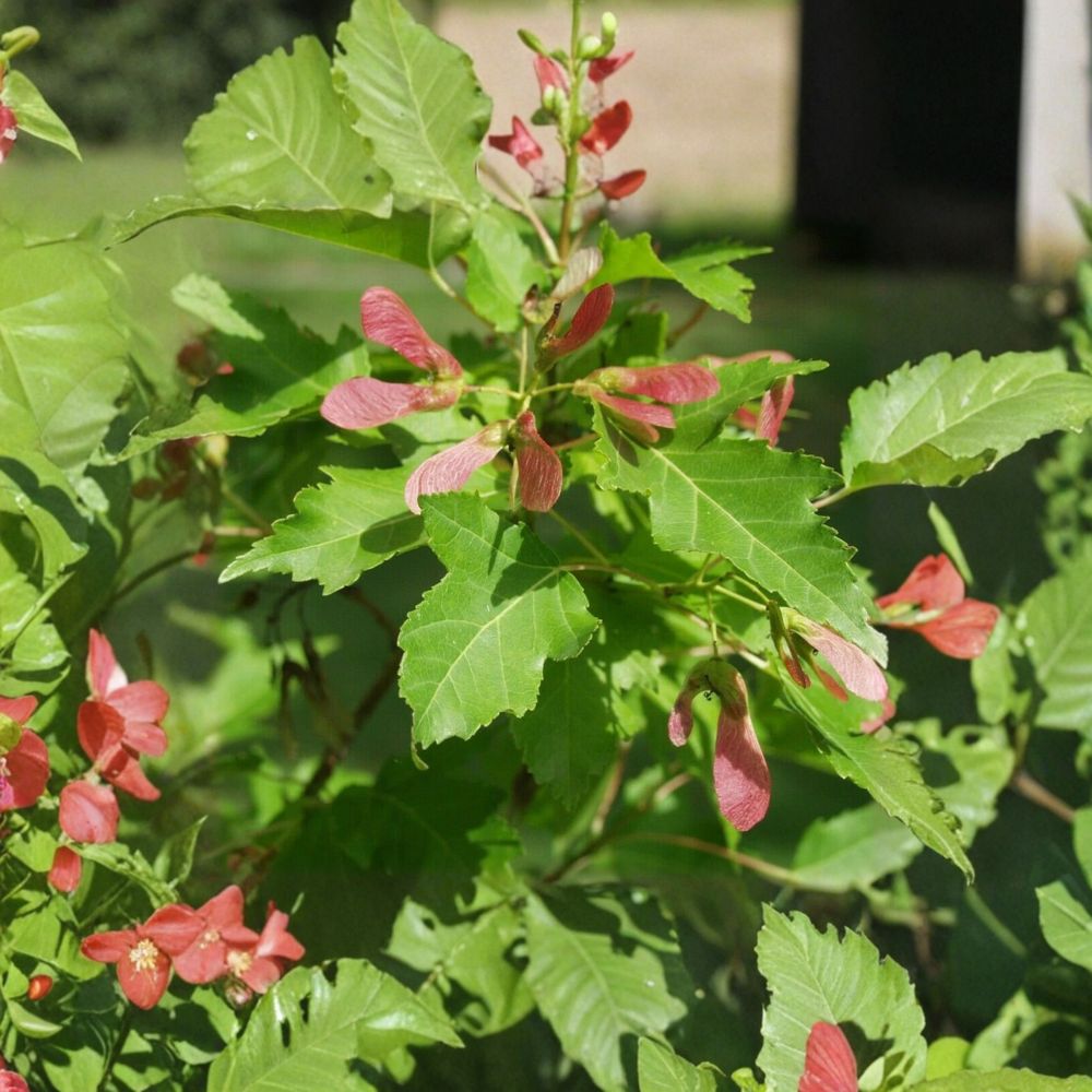 Amur Maple Seeds - 25 Cold Hardy Acer ginnala - Ornamental Tree - Bonsai Friendly - Alaska Grown - Easy to Grow