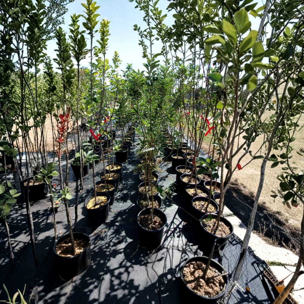 Ambrosia Apple Tree - Live Fruit Tree | Sweet Juicy Apples | Malus domestica 'Ambrosia' | Home Orchard Favorite