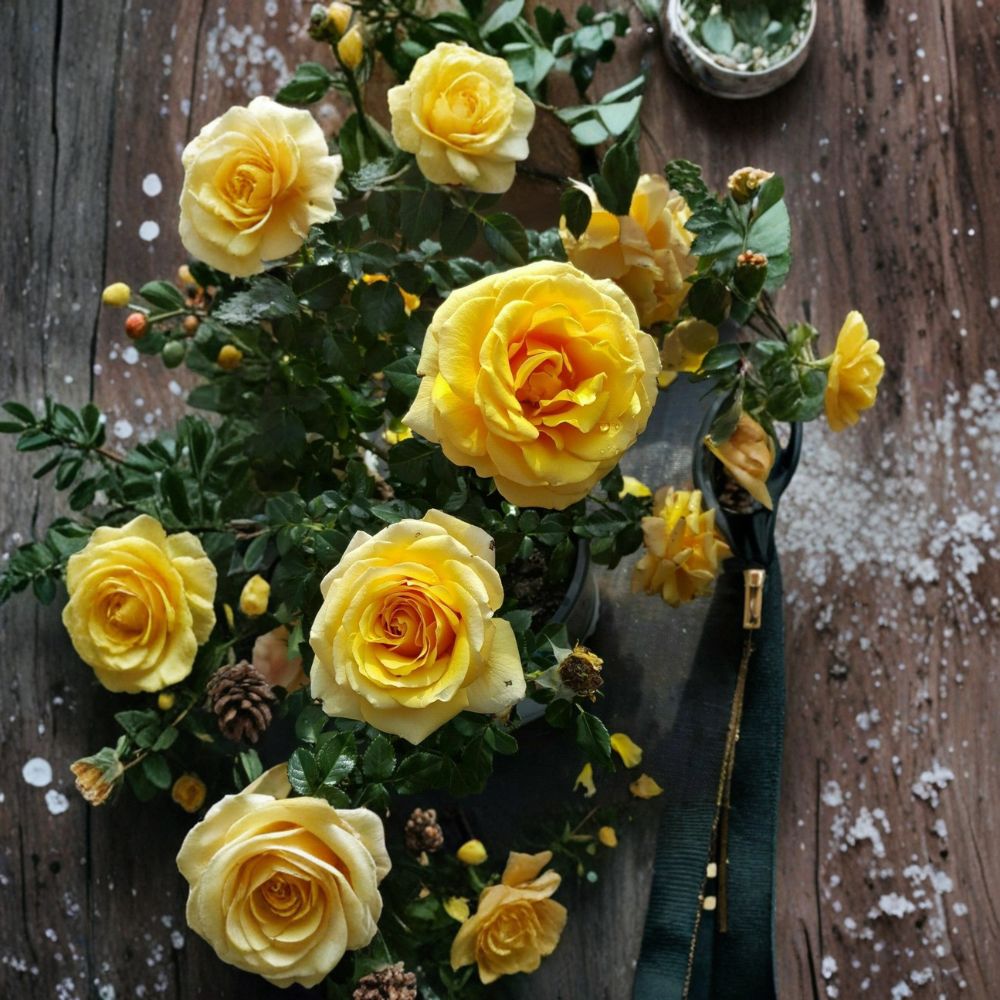 St. Tropez Floribunda Rose Bush | 3 Gallon Live Plant | Vibrant Flowering Shrub | Rosa Floribunda 'St. Tropez'