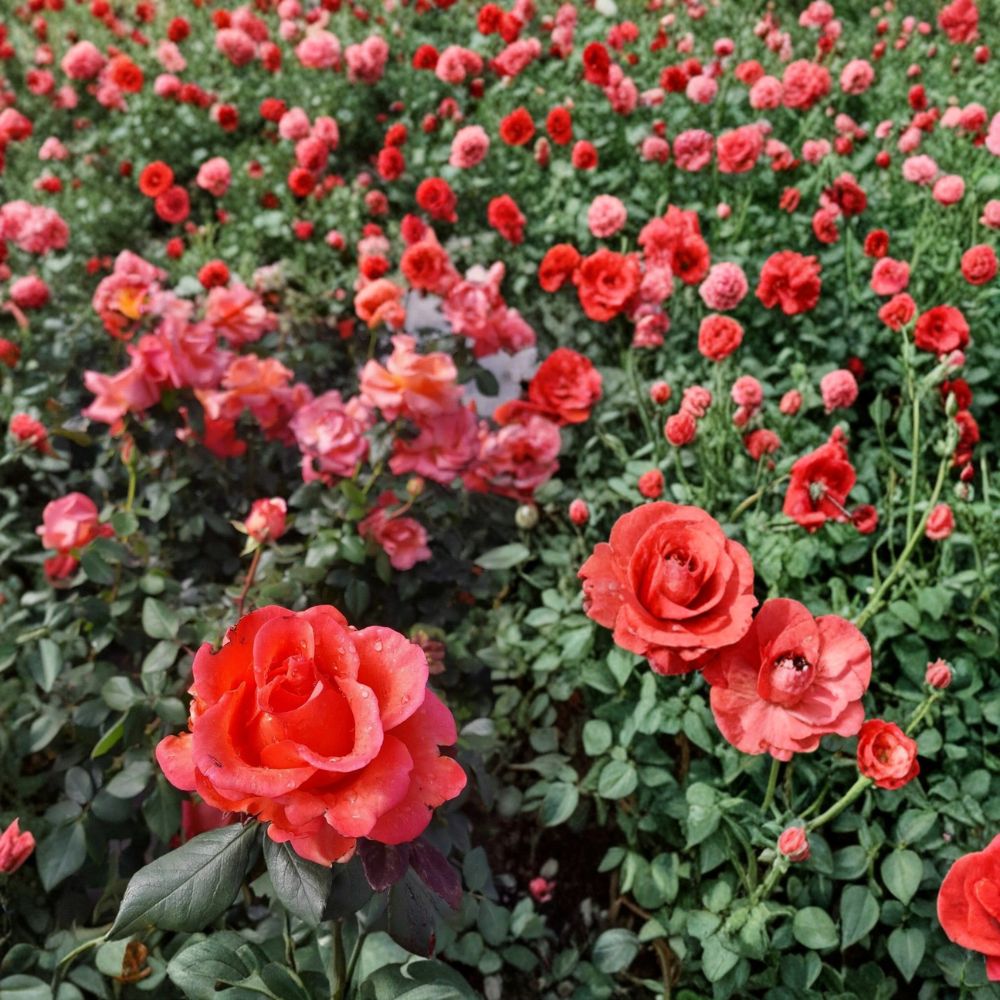 Ring of Fire Hybrid Tea Rose Plant | 5 Gallon Live Bush | Vibrant Multicolor Blooms | Rosa Hybrid | Garden Ready