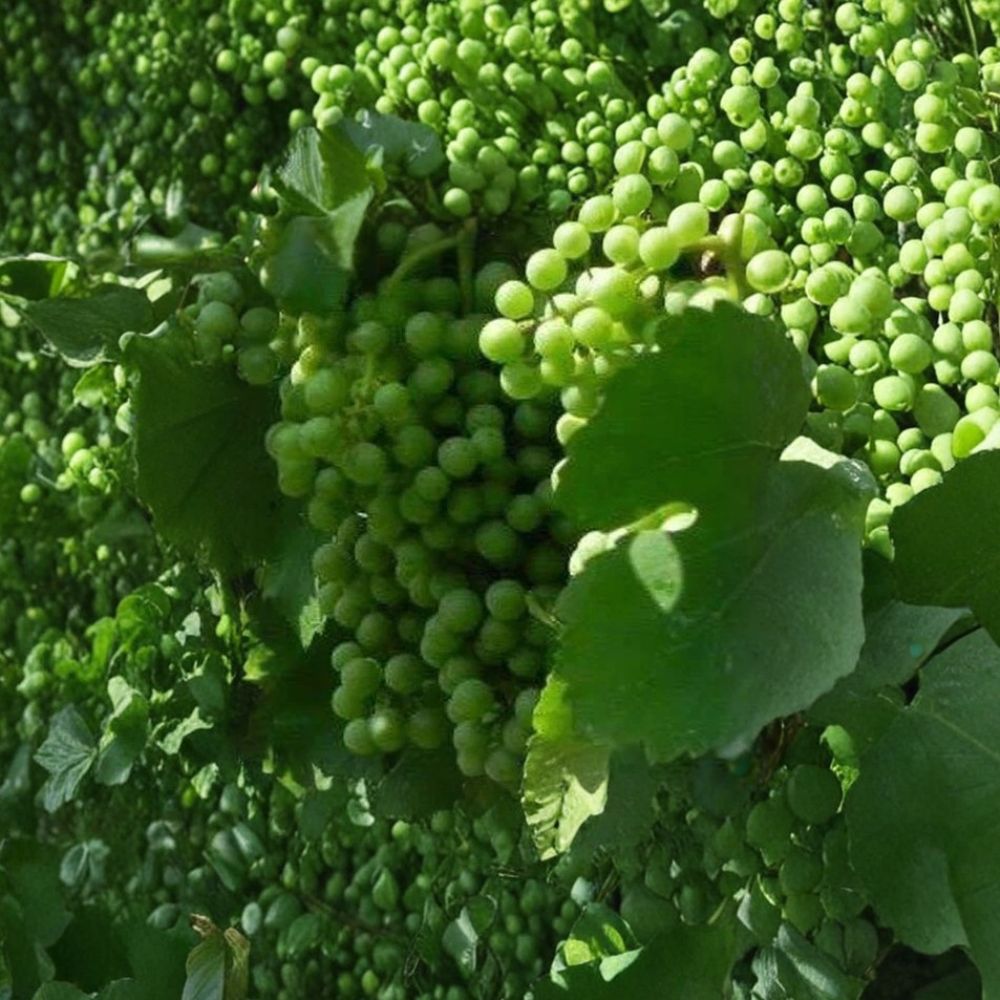 Caminante Blanc Wine Grape Vine - 4–6 Feet - Self-Fertile White Wine Grape - Vitis 'Caminante Blanc' - Disease Resistant