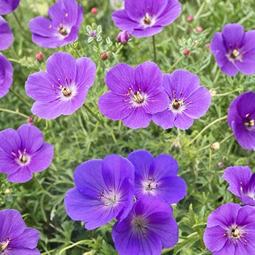 Orion Geranium Seeds | 25+ Seeds | Pelargonium Flower Seeds | Vibrant Blooms for Containers & Patios | Easy to Grow
