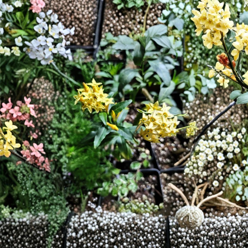 Chilean Jessamine Live Plant | 3.25 Inch Pot | Yellow Flowering Shrub | Cestrum parqui | Fragrant Blooms for Garden