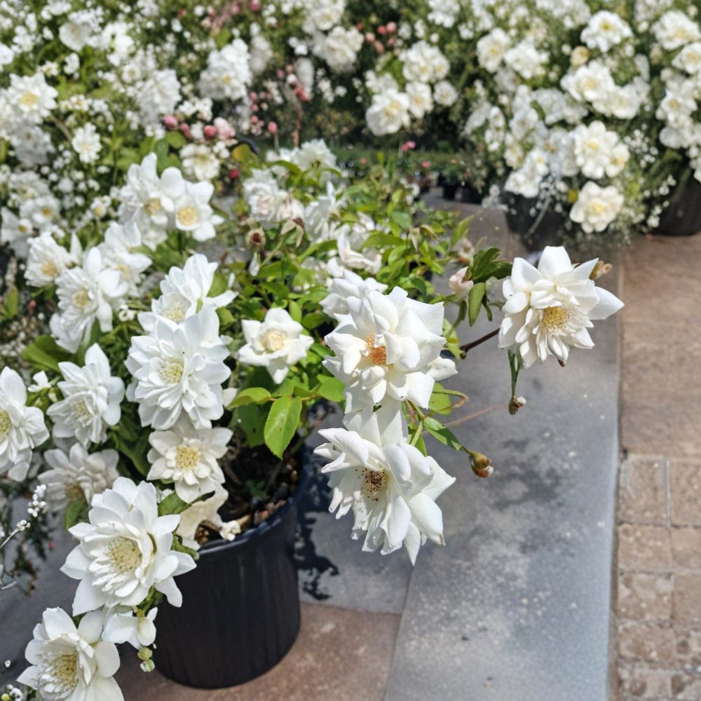 Iceberg Floribunda Rose Bush 2 Gallon | Rosa Hybrid | Pure White Blooms | Repeat Flowering Shrub | Two-Year-Old Plant