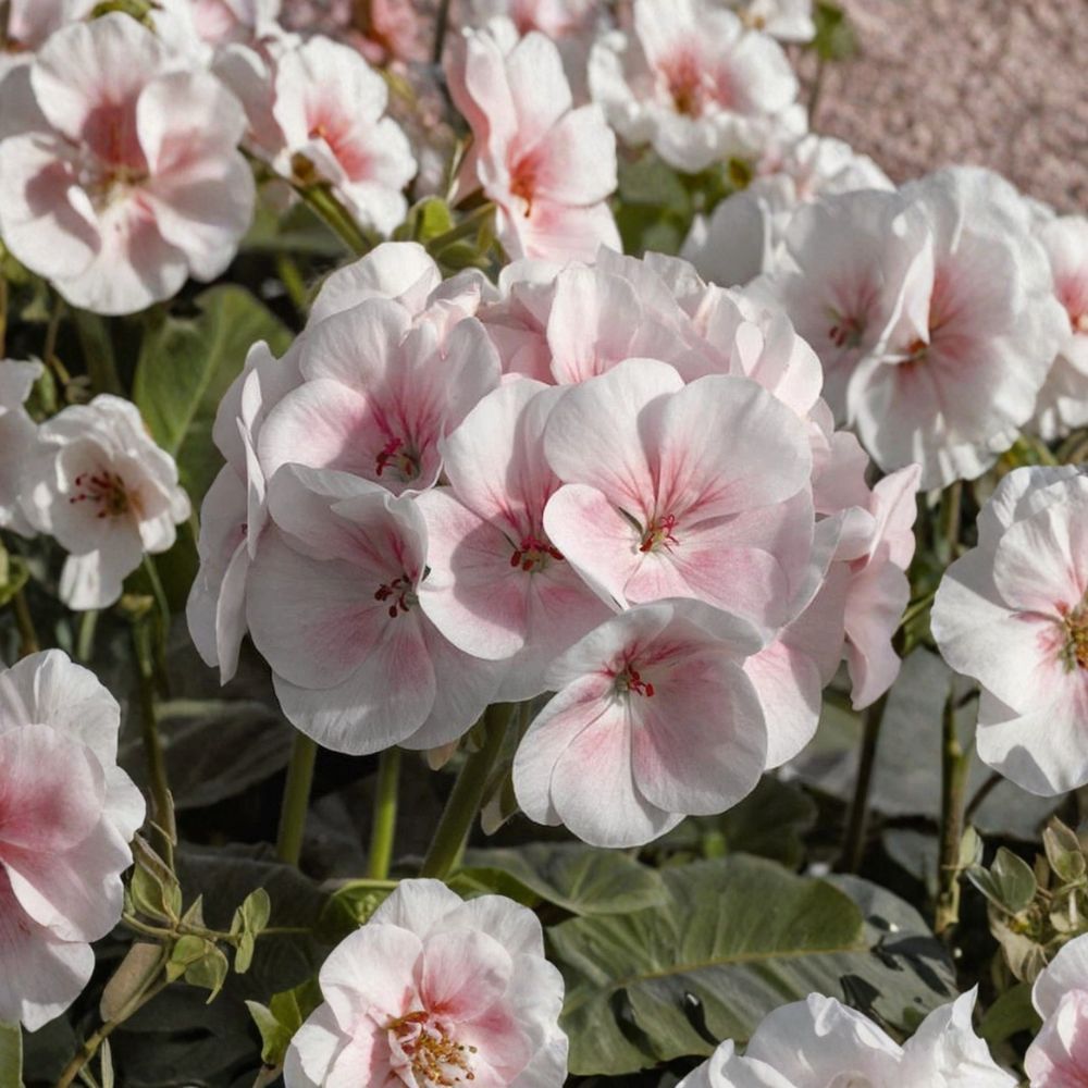 Pink & White Geranium Seeds - 10 Pelargonium Zonale Flower Seeds - Pollinator Friendly Garden Flowers