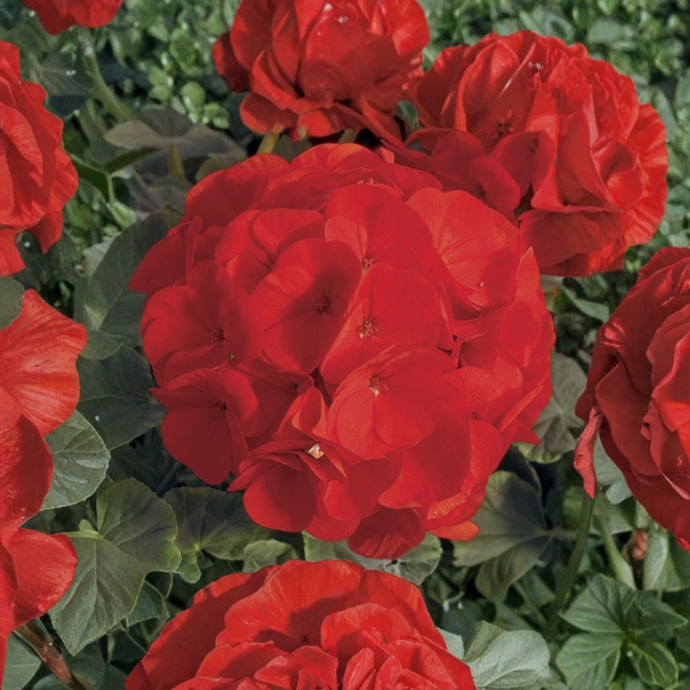 Bullseye Scarlet Geranium Seeds - 15 Premium Seeds - Compact Red Blooms - Pelargonium x hortorum - Easy to Grow for Containers