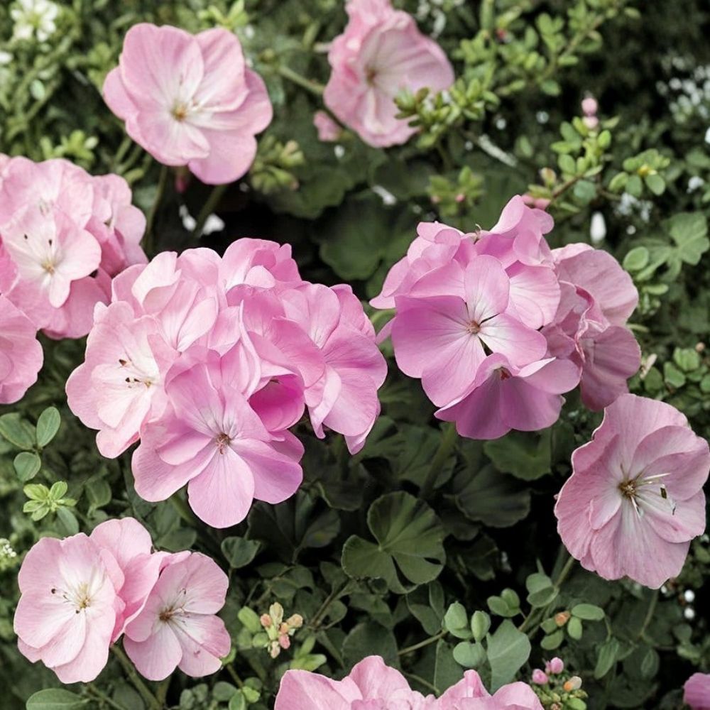 Pink Flame Geranium Starter Plant - Pelargonium with Vibrant Red & Pink Blooms - Compact Flowering Perennial for Indoor/Outdoor Use