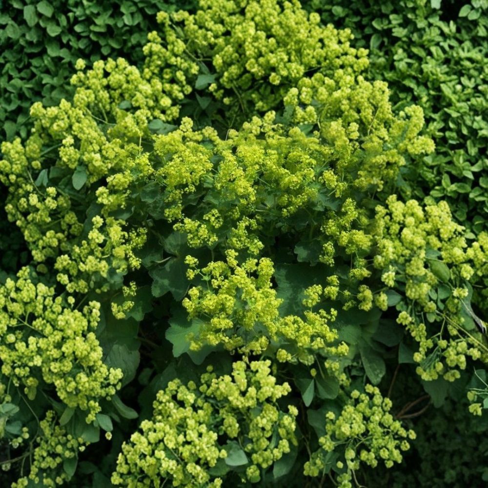 Lady's Mantle Seeds - 50 Count - Select Robustica Perennial Flower - Alchemilla mollis - Chartreuse-Lime Blooms