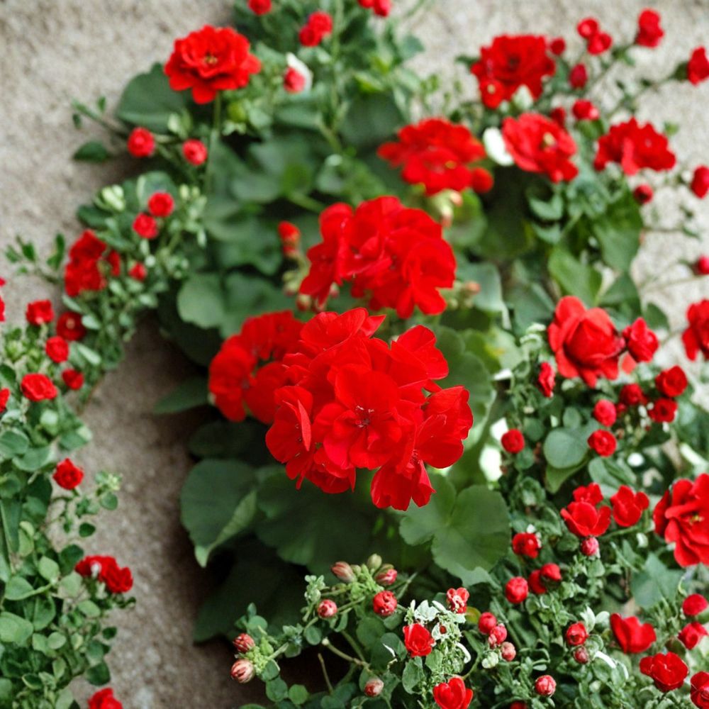 Red Geranium Cuttings - 20 Unrooted Starter Plants 5-8 Inches - Easy to Root Pelargonium species - Ideal for Patio & Garden