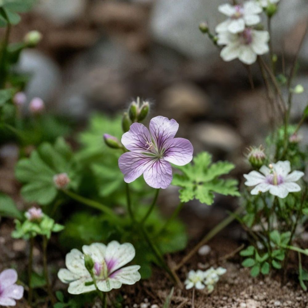 Wild Geranium Roots | 10 Bare Roots | Cranesbill Purple Flowers | Geranium maculatum | Shade Garden Perennial