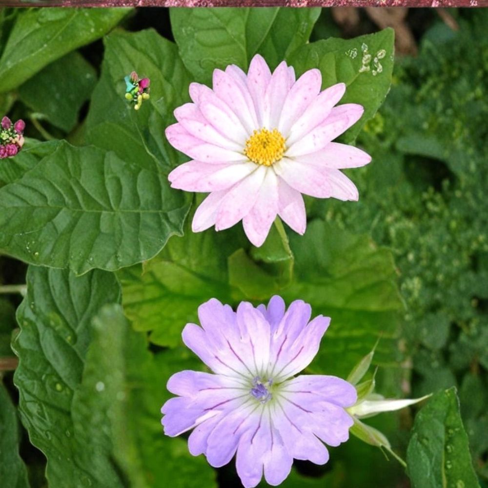 Hexham Lace Geranium Seeds - 25+ Premium Flower Seeds - Pelargonium spp. - Colorful Blooms for Patios & Balconies