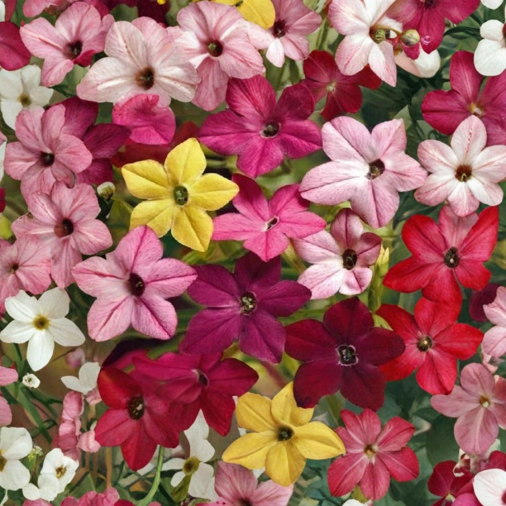 Jasmine Tobacco Seeds | 5,000+ Seeds | Nicotiana alata Sensation Mix | Fragrant Evening Flowers for Colorful Gardens
