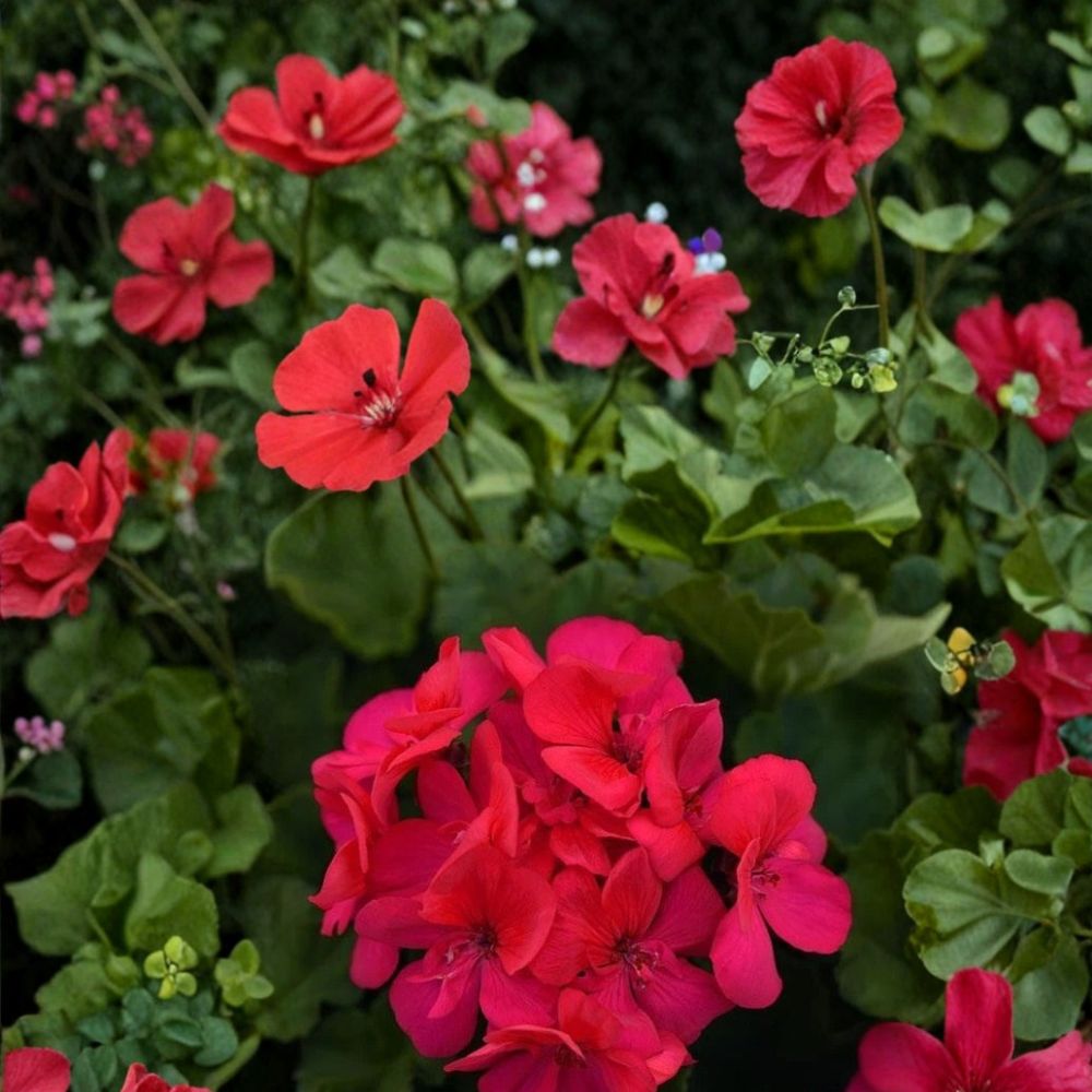 Presto Dark Fuchsia Geranium Seeds - 25+ Premium Flower Seeds | Pelargonium spp. | Easy to Grow for Patios & Balconies