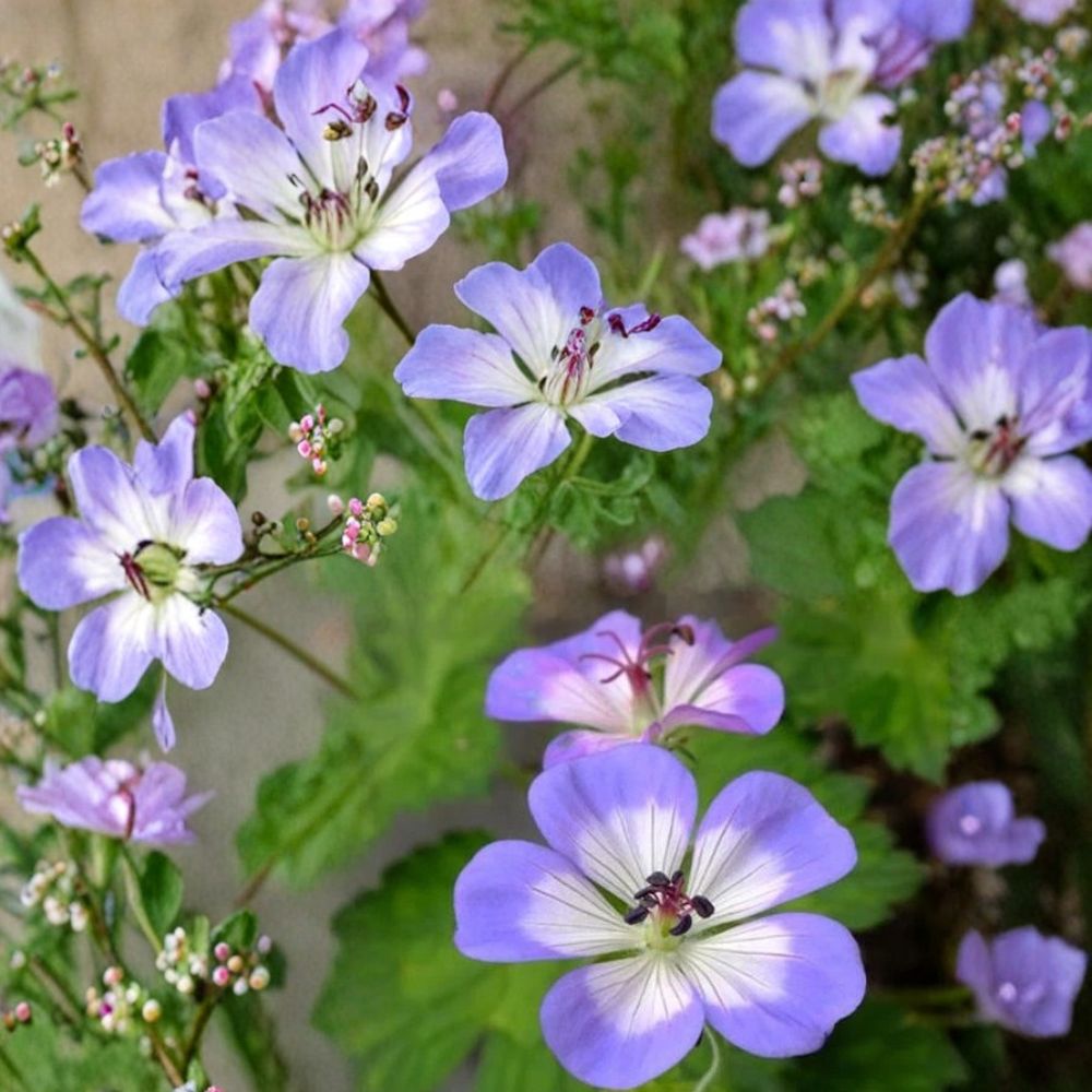 Buxton’s Blue Geranium Seeds - 25+ Hardy Perennial Flower Seeds, Blue-Lavender Blooms, Geranium spp.