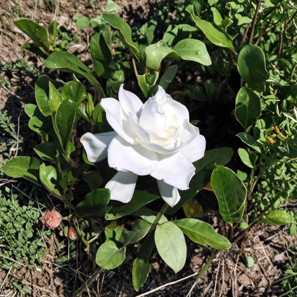 Gardenia Live Plants - 2 Heirloom Cape Jasmine Bushes - Fragrant White Flower Shrubs - Gardenia jasminoides - Rooted Cuttings