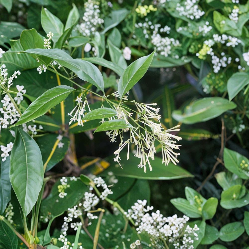 Night Blooming Jasmine Plant Starter | 4-6 Inches | Fragrant Tropical Shrub | Cestrum nocturnum | Indoor Outdoor Patio Plant