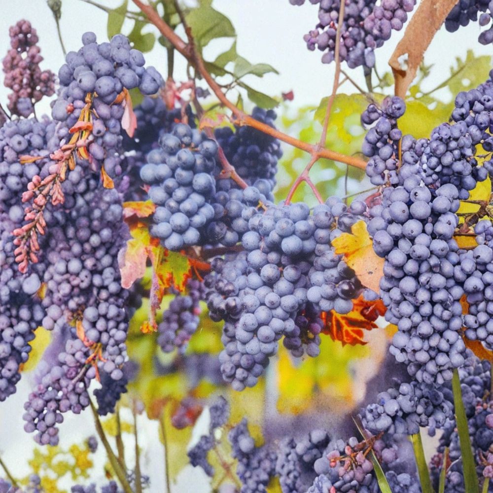 Venus Blue Grape Vine 3 Gallon Live Plant | Sweet Blue Grapes | Fast Growing Fruit Vine | Vitis Hybrid 'Venus'