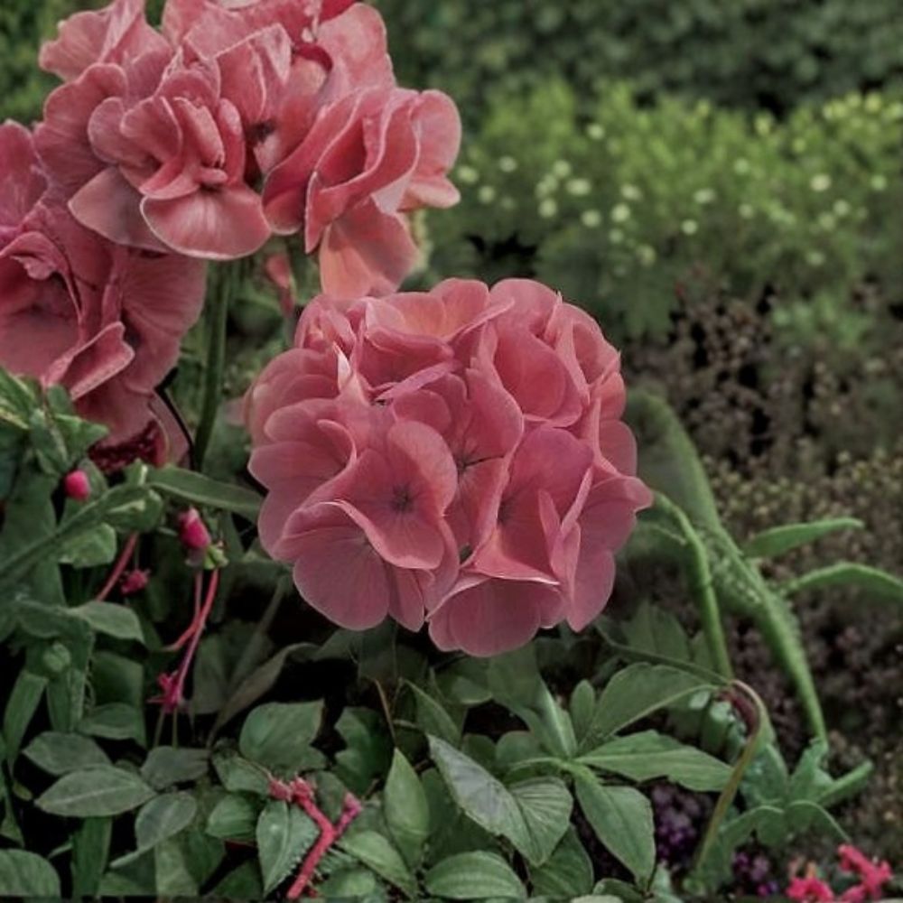 Geranium Seeds 1,000 Count Maverick Salmon Pelargonium Soft Blooms Easy to Grow Compact Pot & Landscape Friendly