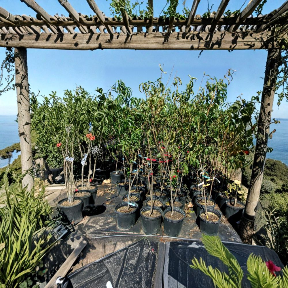 Blaze Prince Peach Tree - 4-6 Feet - Sweet Freestone Peaches - Prunus persica - Easy to Grow, Mid-Season Harvest