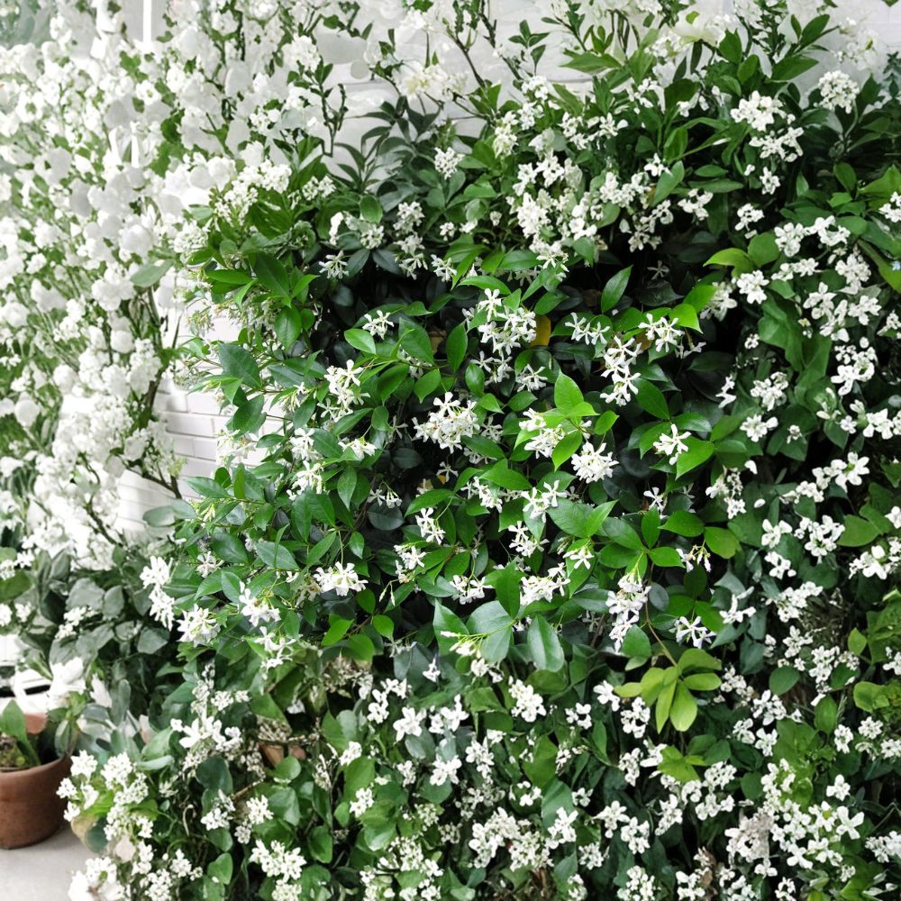 Confederate Star Jasmine Plant | 2–8 Inch Rooted Vine | Extremely Fragrant Climbing Plant | Trachelospermum jasminoides