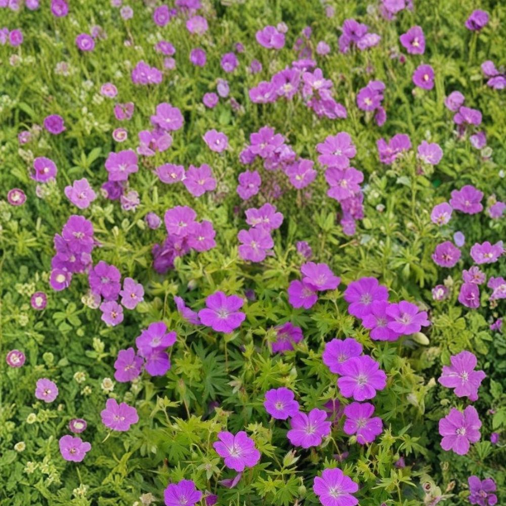 New Hampshire Purple Geranium Seeds – 25+ Premium Pelargonium Flower Seeds for Colorful Garden Blooms