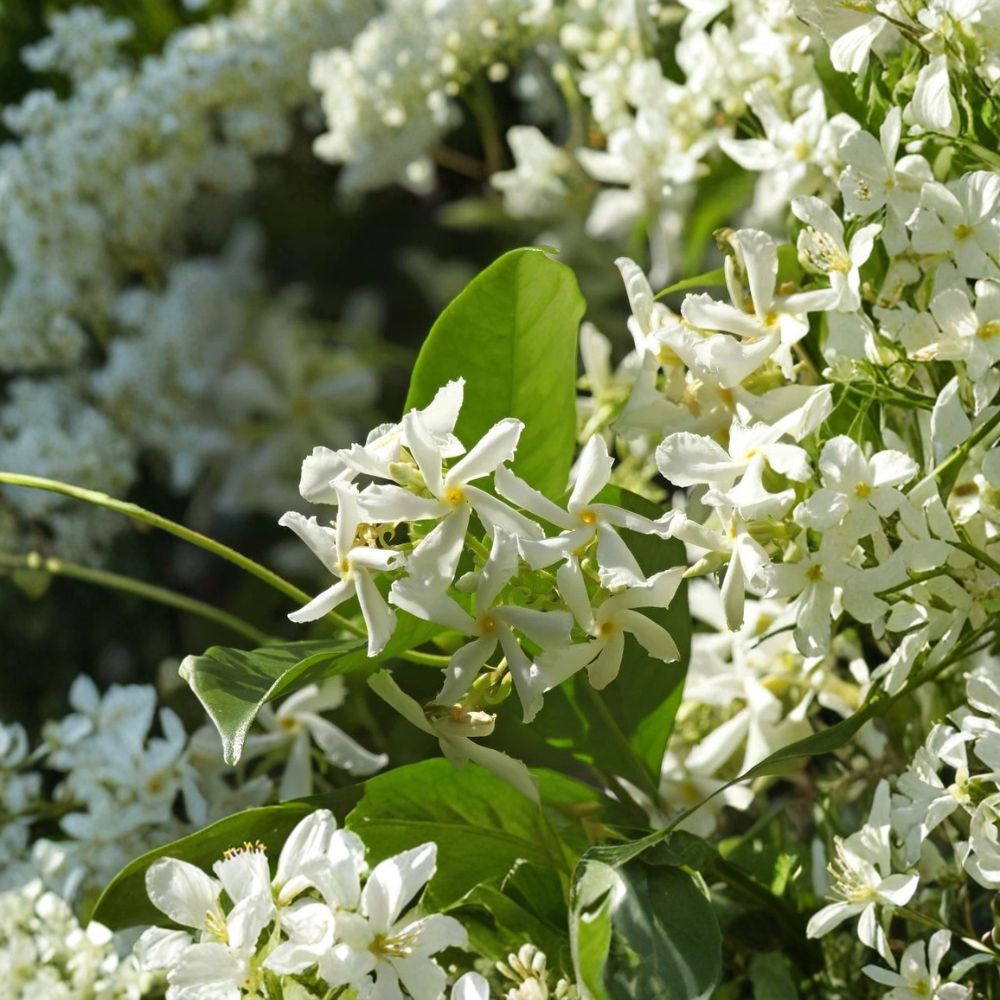 Star Jasmine Plant Live - 4-6 Inches - Fragrant Confederate Jasmine Vine - Trachelospermum jasminoides - Indoor Outdoor Climber