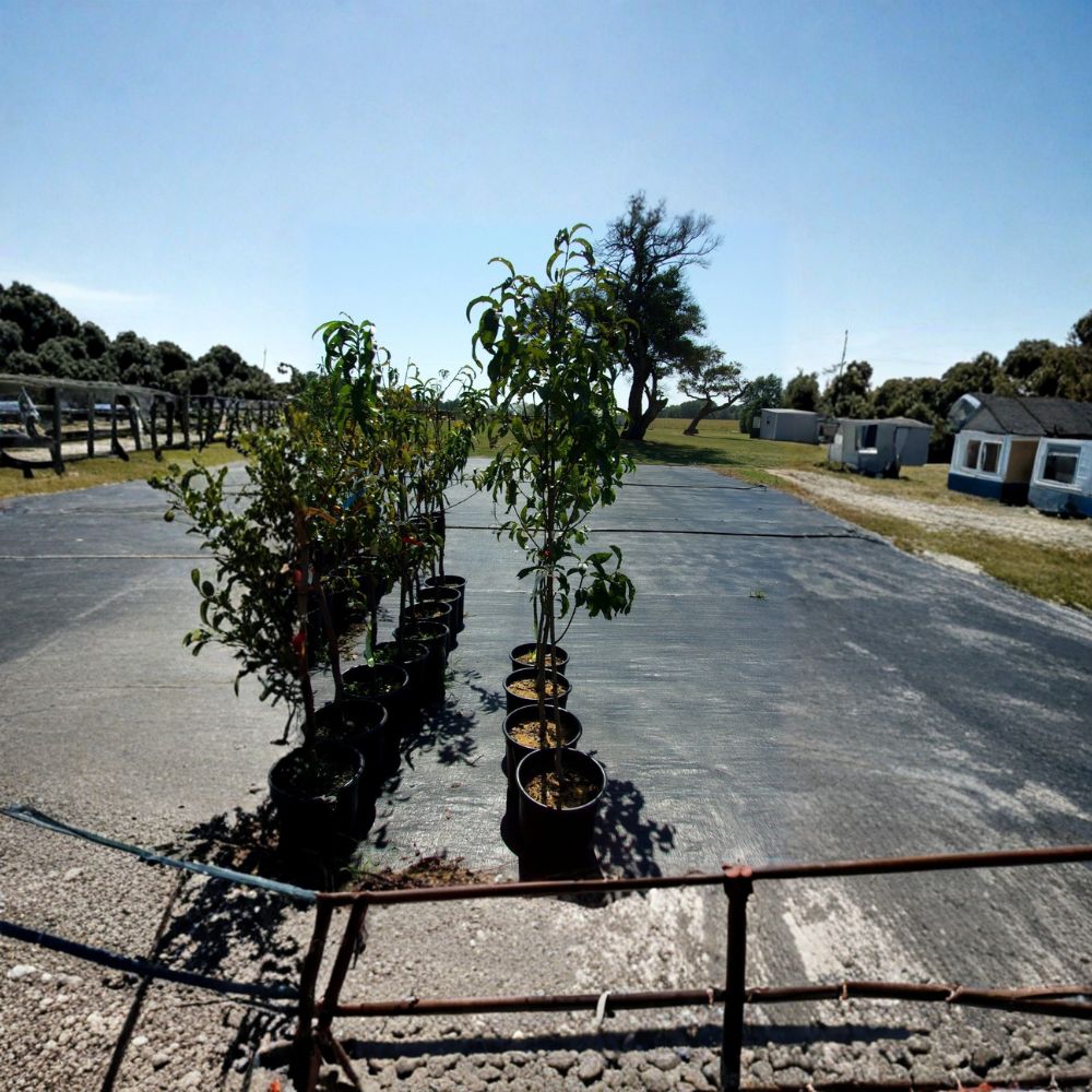 Panamint Nectarine Tree - 4-6 Feet - Sweet Freestone Variety - Prunus persica var. nucipersica 'Panamint' - Easy to Grow