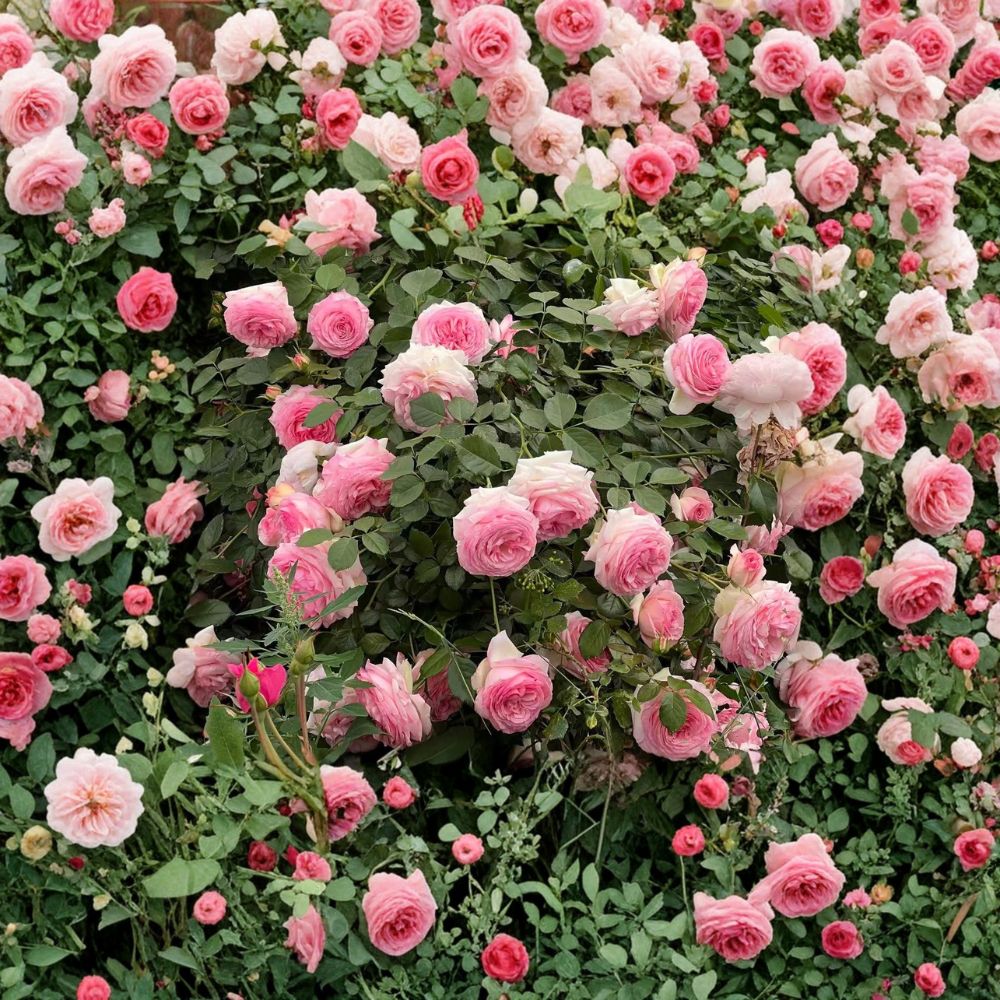 Pink Eden Climbing Rose Live Plant | Potted Rosa ‘Pierre de Ronsard’ | Romantic Pink & Cream Blooms for Trellis Garden