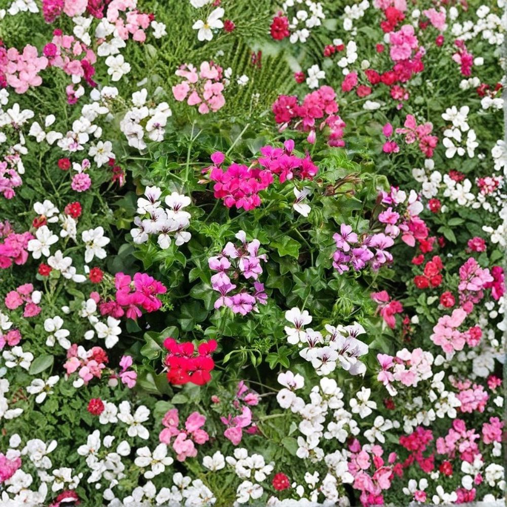 Ivy Geranium Seeds - 100 Count Reach Out Mix - Pelargonium peltatum - Cascading Colorful Blooms for Baskets & Patio Planters