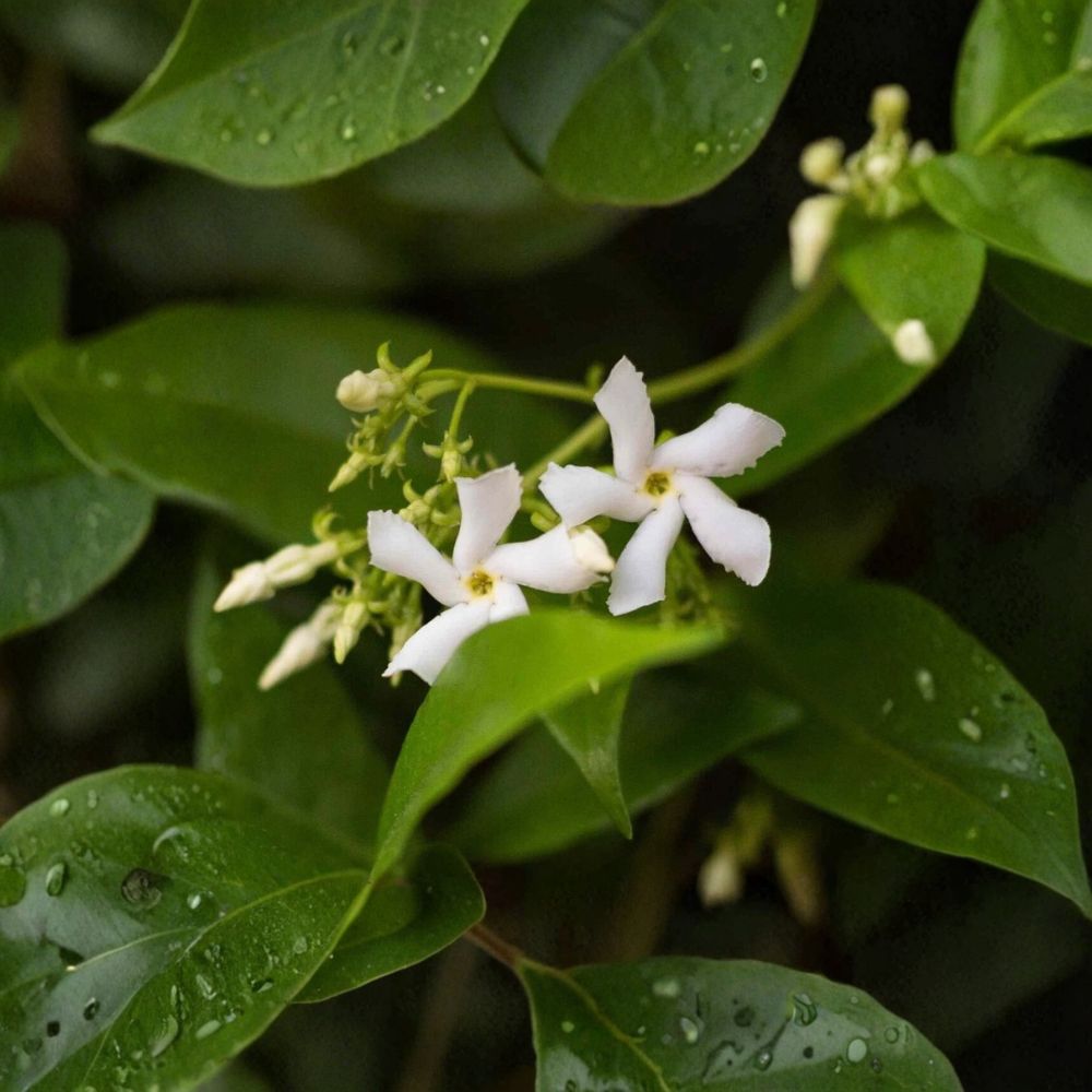 Star Jasmine Cuttings 7 Pack | 6 Inch Unrooted Vines | Fragrant White Flowers | Trachelospermum jasminoides Propagation Starter