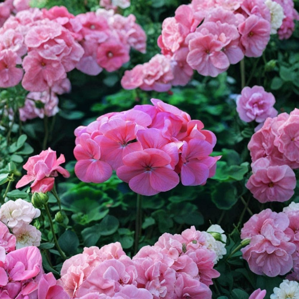 Saturn Deep Salmon Geranium Seeds - 15 Premium Pelargonium Seeds for Compact Flowering in Pots & Flower Beds - Pelargonium x hortorum