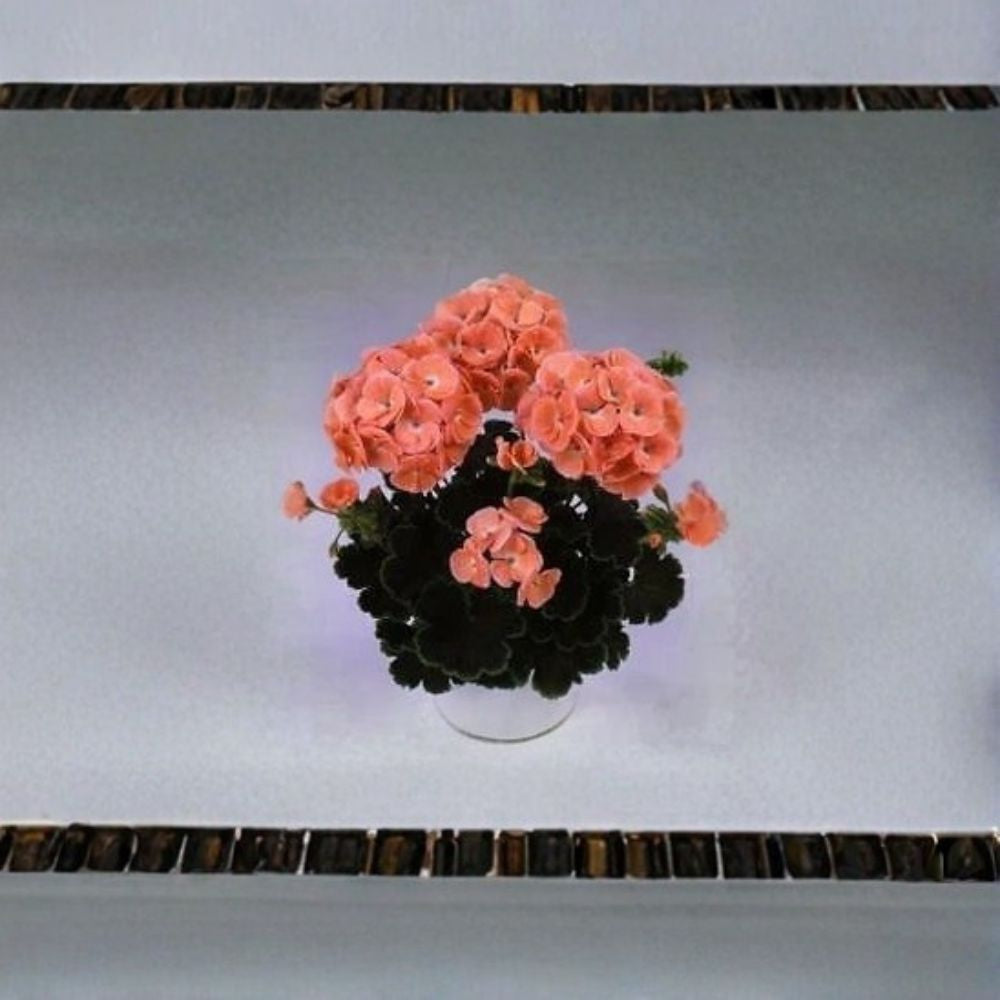 Geranium Seeds - 100 Seeds Black Velvet Salmon - Pelargonium x hortorum - Chocolate Green Foliage & Soft Salmon Blooms
