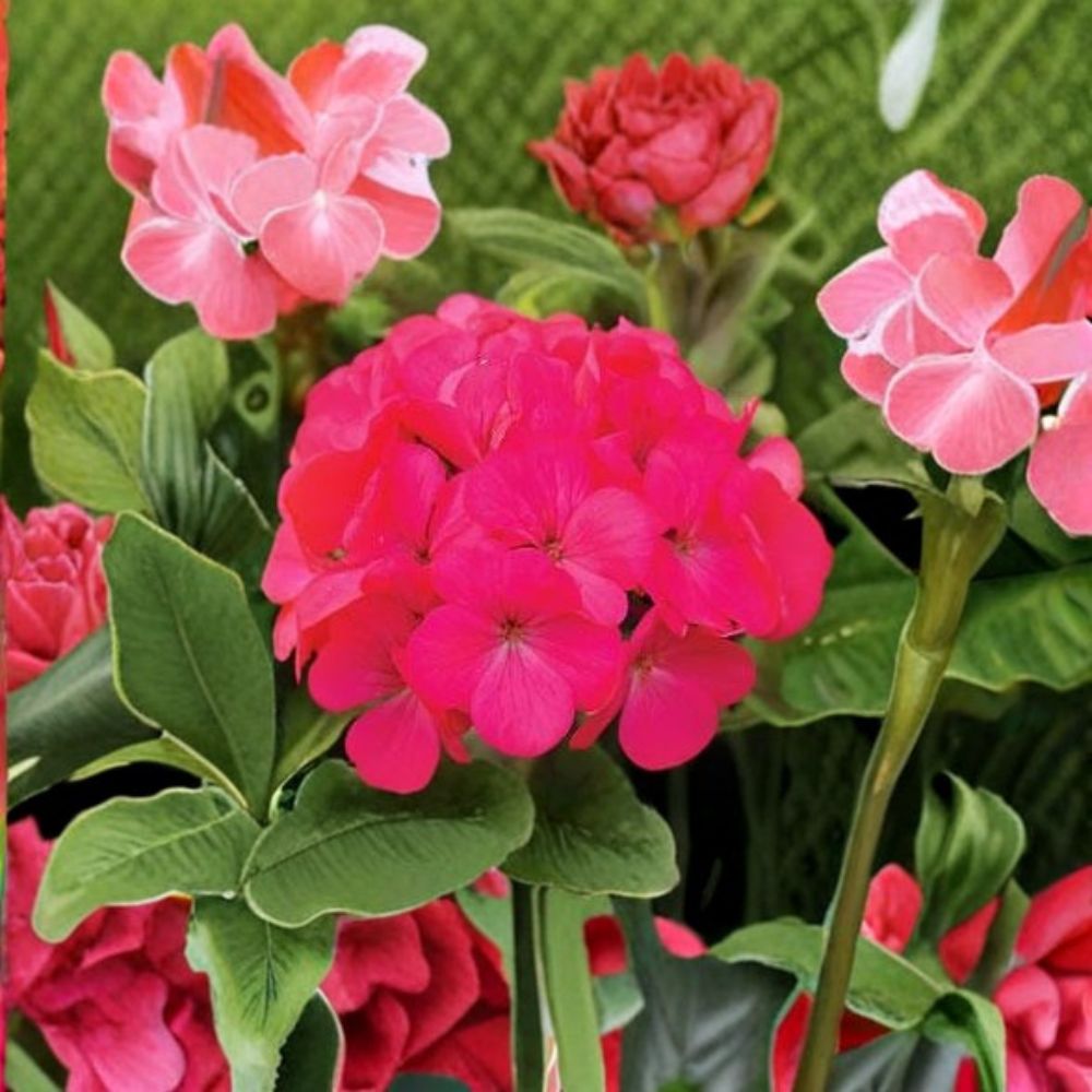 Geranium Seeds 1,000 Count - Maverick Rose Pelargonium - Pastel Blooms - Compact & Robust - Easy to Grow for Pots & Gardens