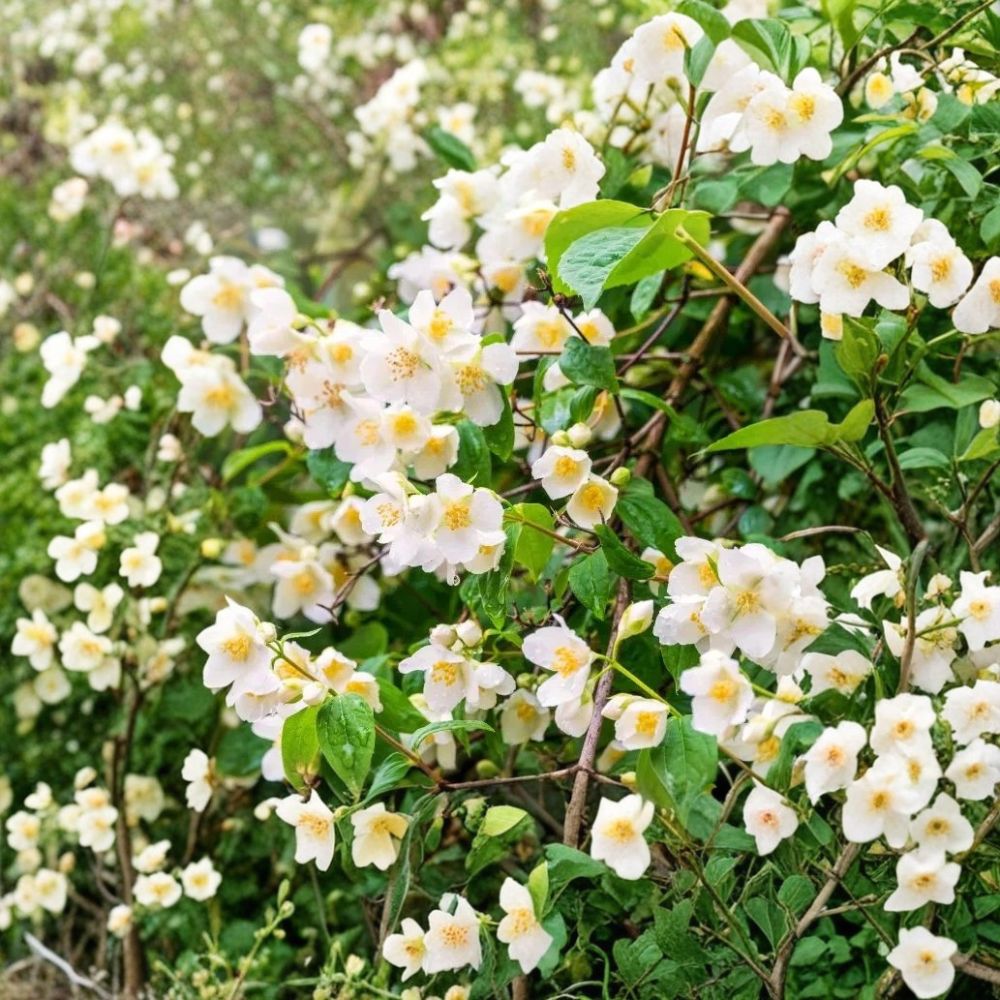 Sweet Mock Orange Plant Bare Root | 12-24 Inch Fragrant White Flowers | Philadelphus coronarius | Classic Garden Shrub