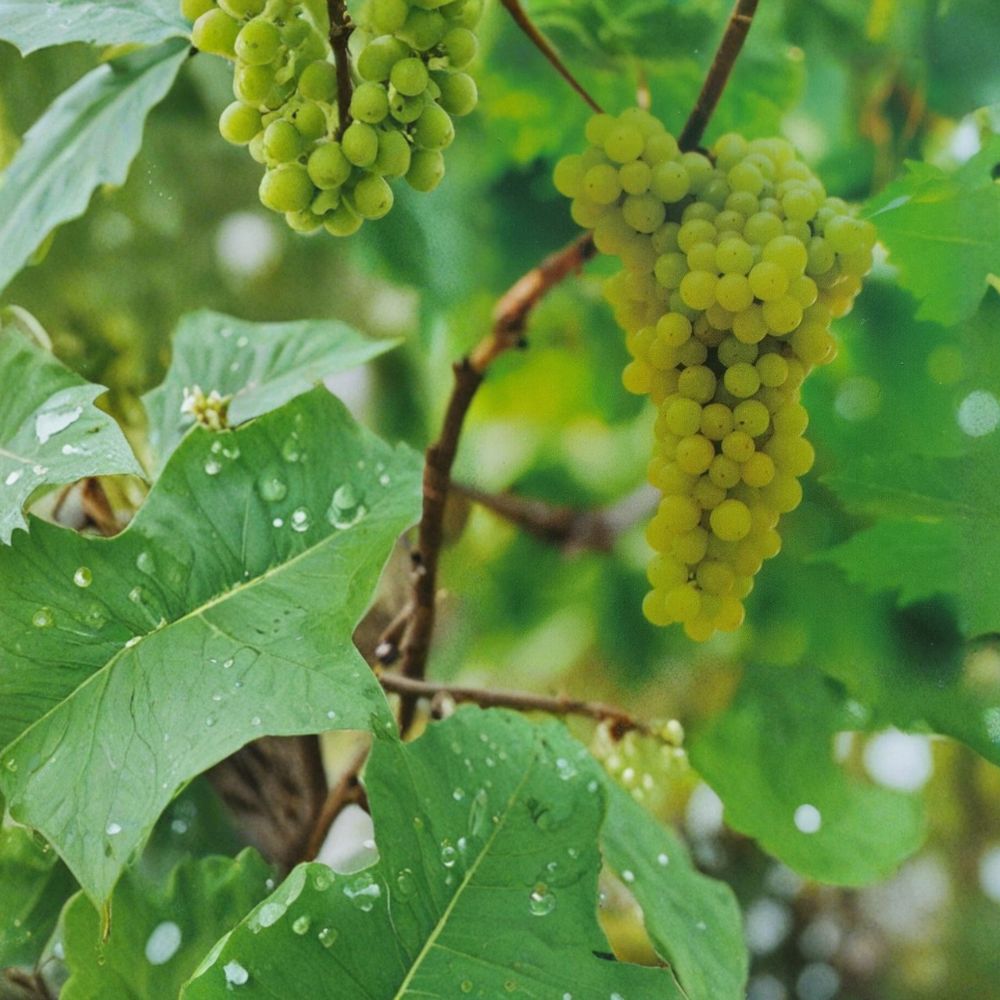 Lakemont Seedless White Grape Vine | 3 Gallon Live Plant | Self-Fertile Table Grape | Vitis vinifera 'Lakemont'