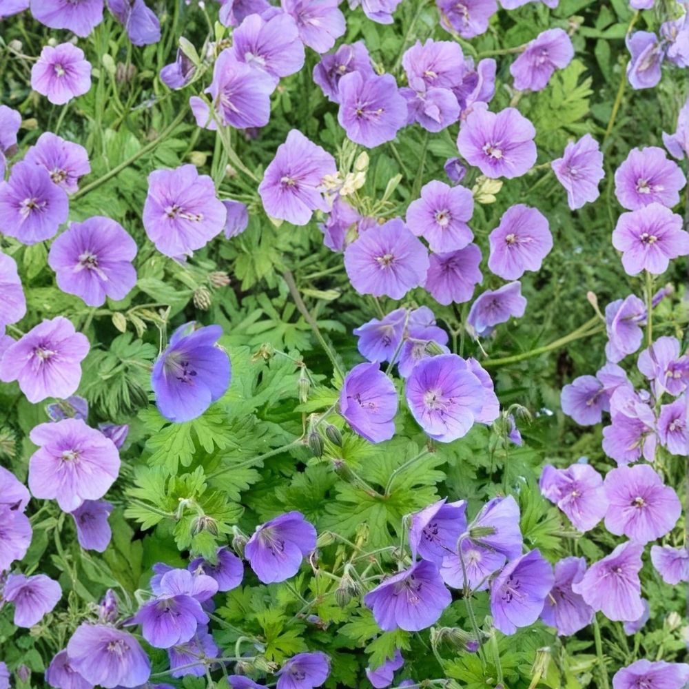 Gravetye Geranium Seeds - 25+ Premium Flower Seeds | Pelargonium spp. | Easy Grow Indoor & Outdoor Perennial Flowers