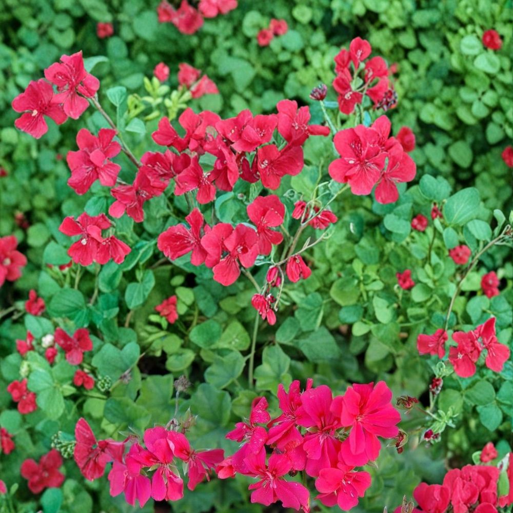 Ivy Leaf Geranium Seeds - 25+ Dark Salmon Flower Seeds, Trailing Variety, Pelargonium peltatum, Easy to Grow for Baskets