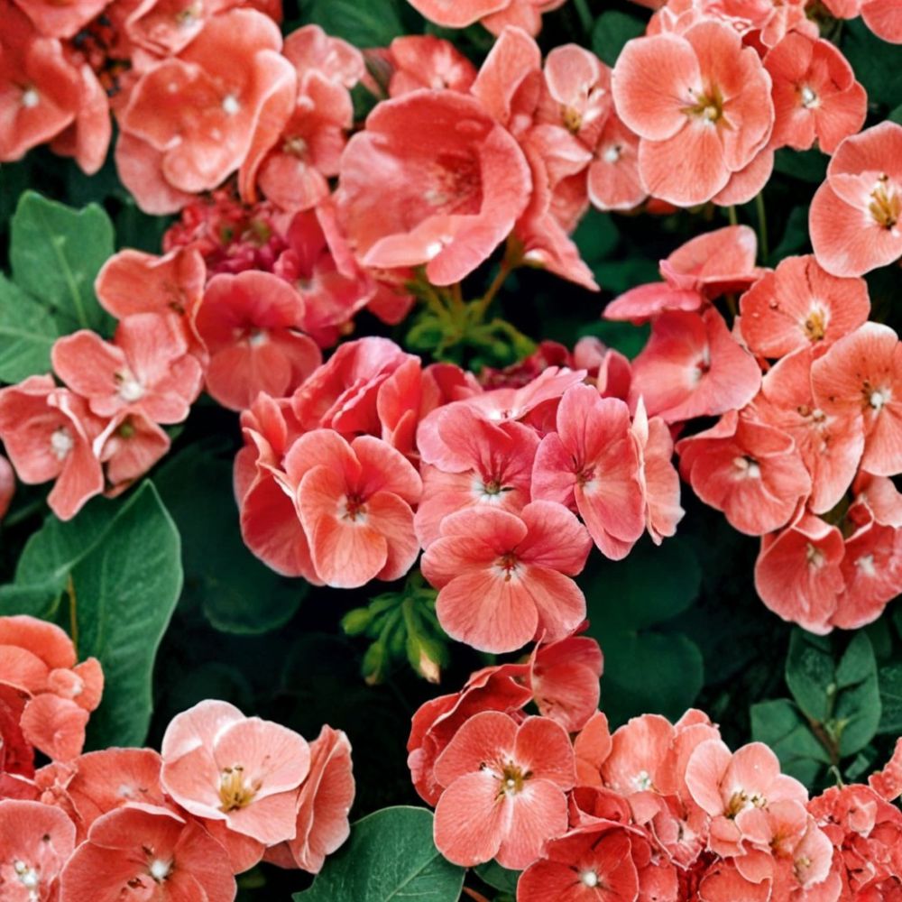 Ringo Salmon Geranium Seeds - 15 Pelargonium Flower Seeds for Early Blooming Salmon Flowers in Patio & Window Boxes