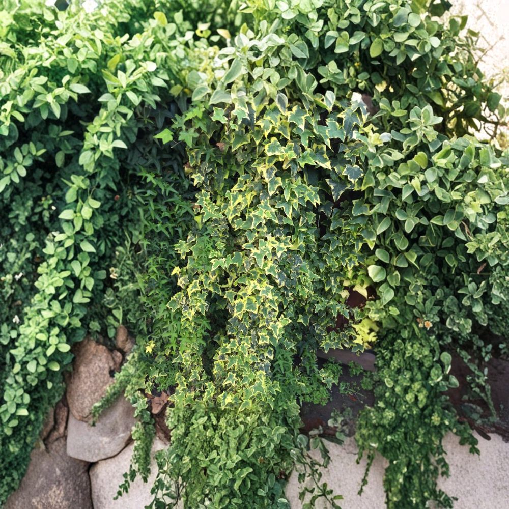 Organic Variegated Ivy Cuttings - 6" Live Hedera Helix Vines - Easy Rooting Indoor Outdoor Air Purifier Plants