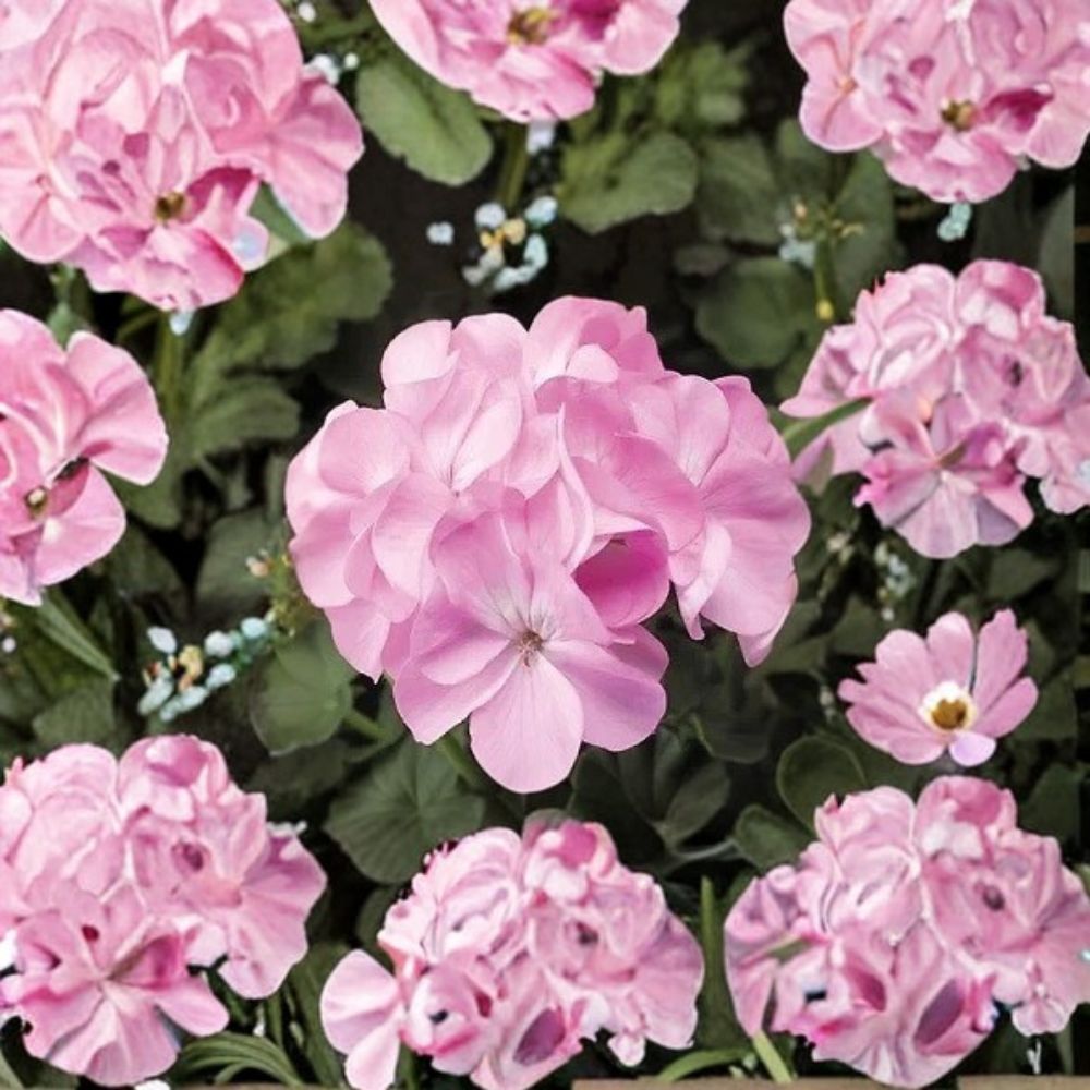 Geranium Seeds - 1,000 Count - Pinto Premium Lavender - Pelargonium x hortorum - Easy to Grow - Compact Garden Variety