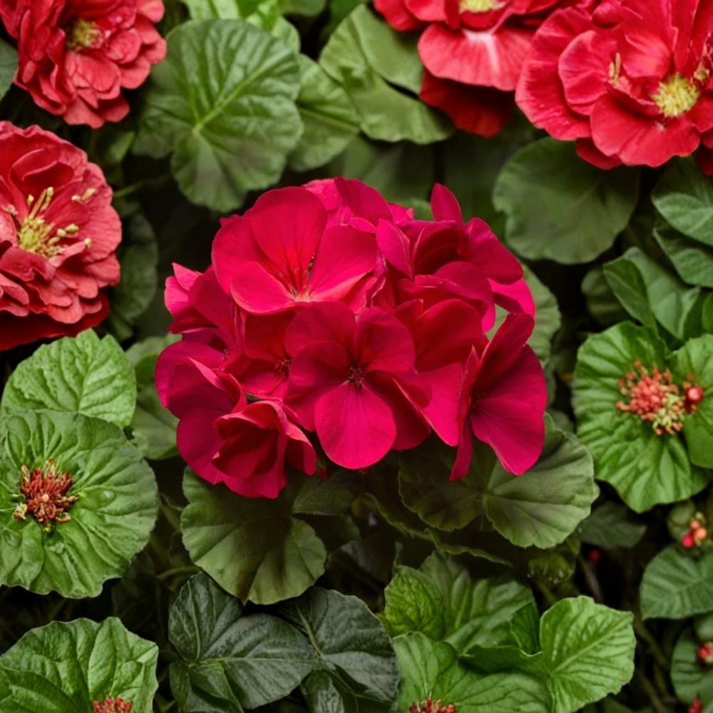 Pinto Premium Violet Geranium Plants - 6 Live Plug Plants | Pelargonium x hortorum | Vibrant Annual Flowers for Garden & Patio