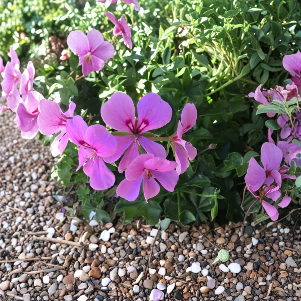 Lavender Ivy Geranium Cuttings - 8 Fresh Pelargonium Cuttings for Easy Rooting - Indoor & Outdoor Flower Plant