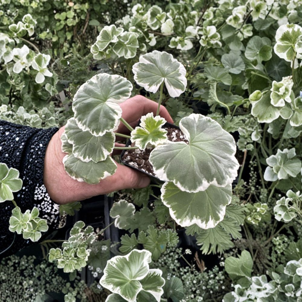 Fancy Leaf Geranium Live Plant | Red Double Flowers | Variegated Foliage | Pelargonium ‘Wilhelm Langguth’ | Container Friendly