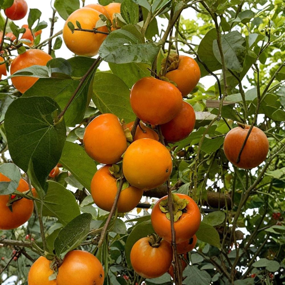 Giant Fuyu Persimmon Tree Live Plant | Diospyros kaki | Sweet Non-Astringent Fruit | Self-Fruitful Japanese Persimmon