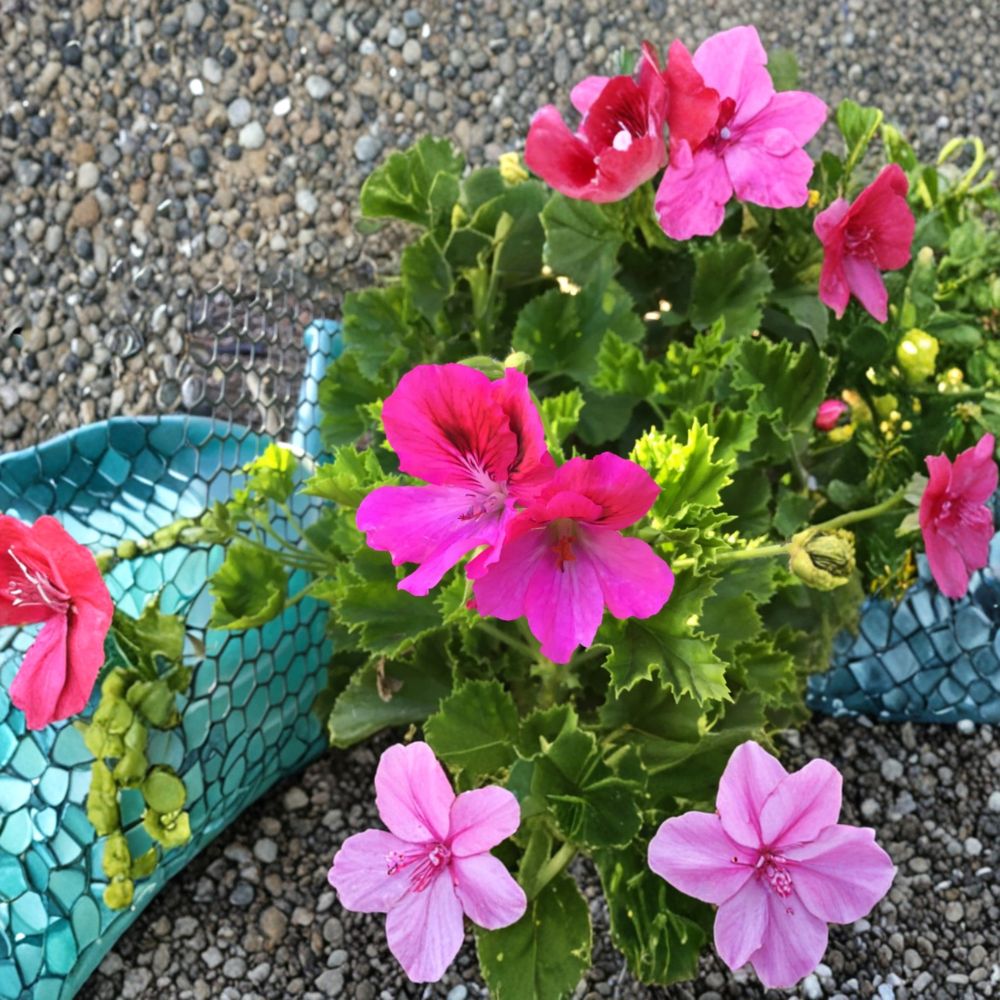 Martha Washington Geranium Cuttings - 6 Fresh Pelargonium Cuttings for Rooting - Colorful Flowering Plants