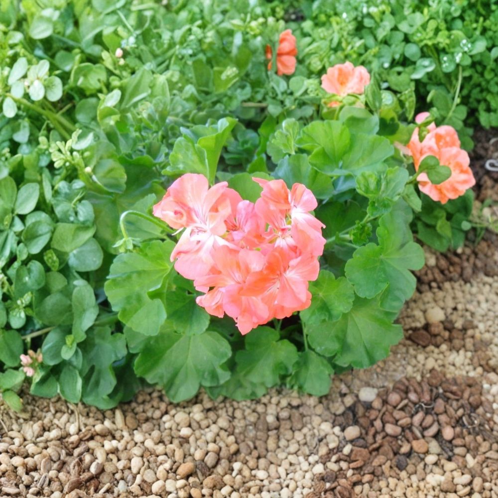 Salmon Pink Ivy Geranium Cuttings | 3 Unrooted 6 Inch Cuttings | Pelargonium peltatum | Trailing Blooms for Hanging Baskets