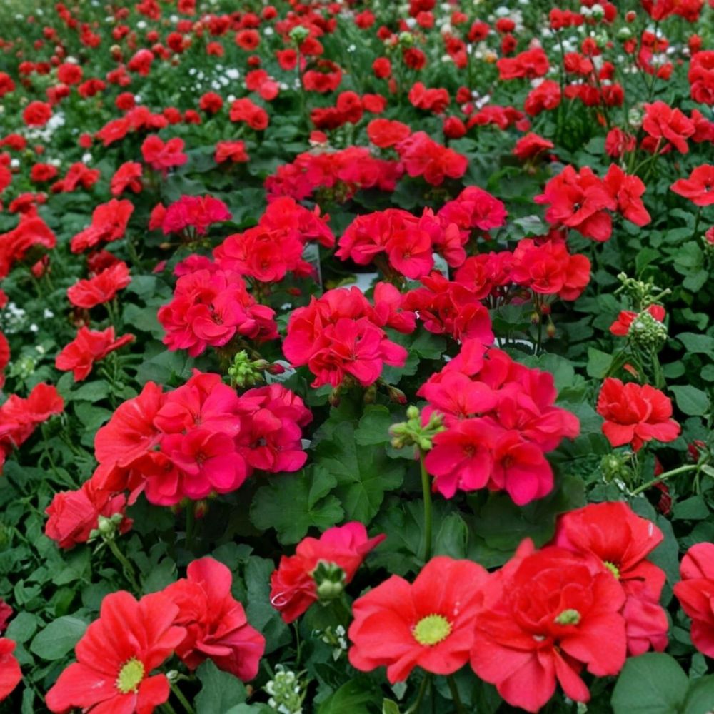Cherry Rose Geranium Starter Plant - Live Flowering Plant, Vibrant Cherry Rose Blooms, Pelargonium spp., Patio & Container Friendly