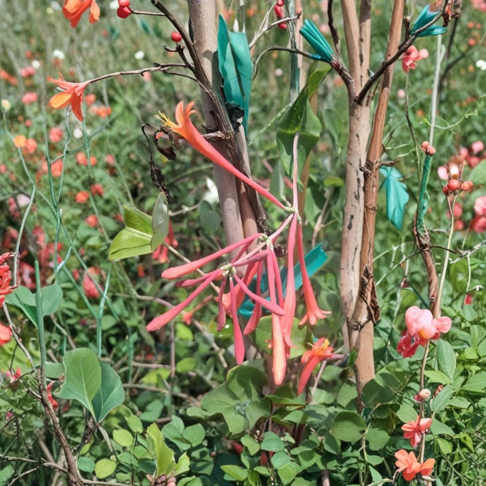 Coral Honeysuckle Live Plant 1 Gallon | Fragrant Flowering Vine | Hummingbird Attracting | Lonicera sempervirens