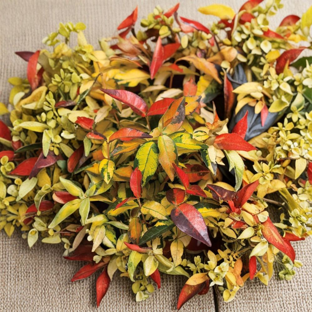 Asiatic Jasmine Seeds | 5 Rare Variegated Seeds | Trachelospermum asiaticum 'Summer Sunset' | Fragrant Climbing Vine